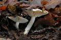 Hygrophorus arbustivus
